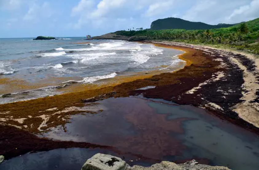 Louvet Bay , Saint Lucia